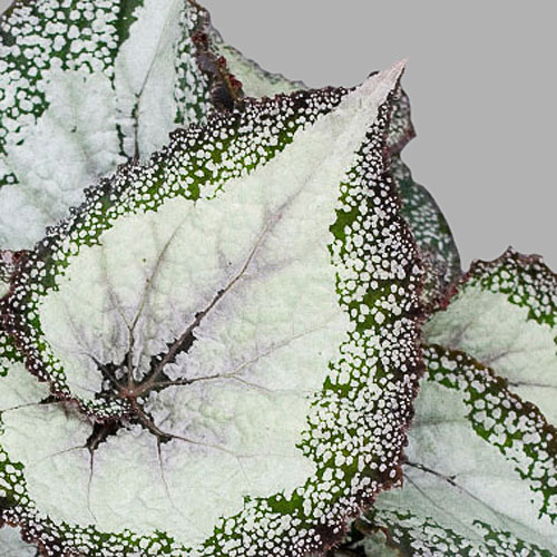 B. ‘Baronessa’